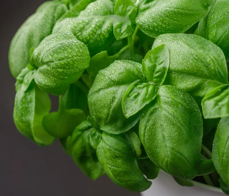 Basil